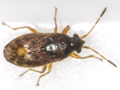 Stygnocoris sabulosus